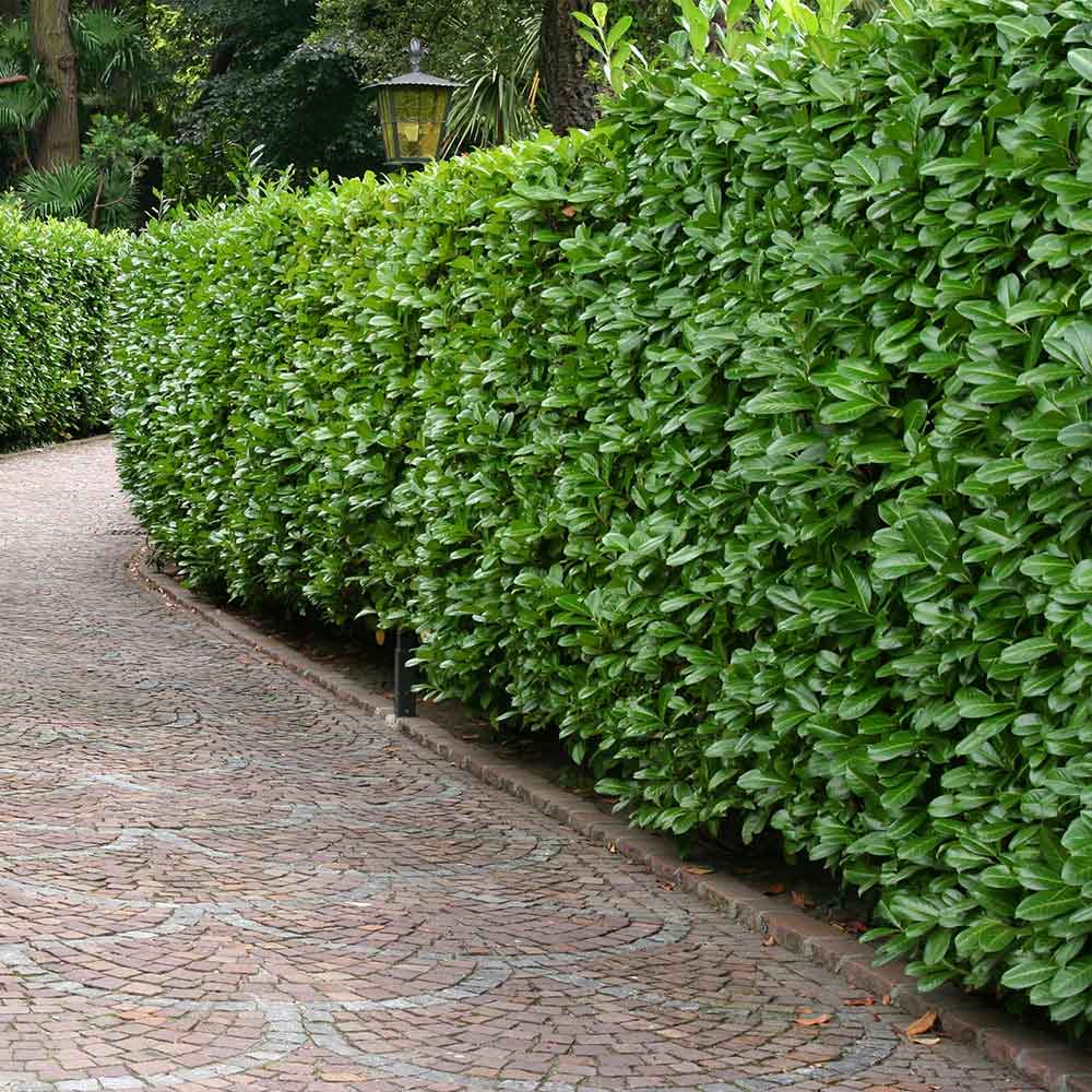 The Enchanting World of Laurel Hedge