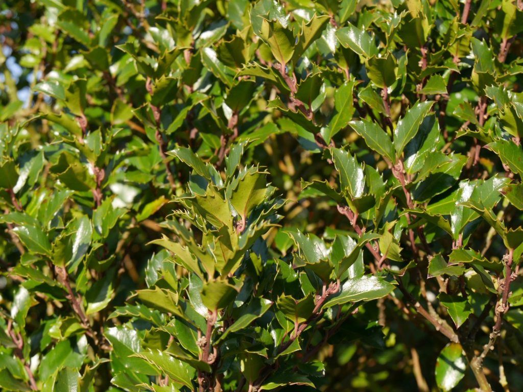 Understanding the Ilex Meserveae